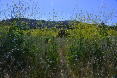 DSC_6124 (Large).JPG